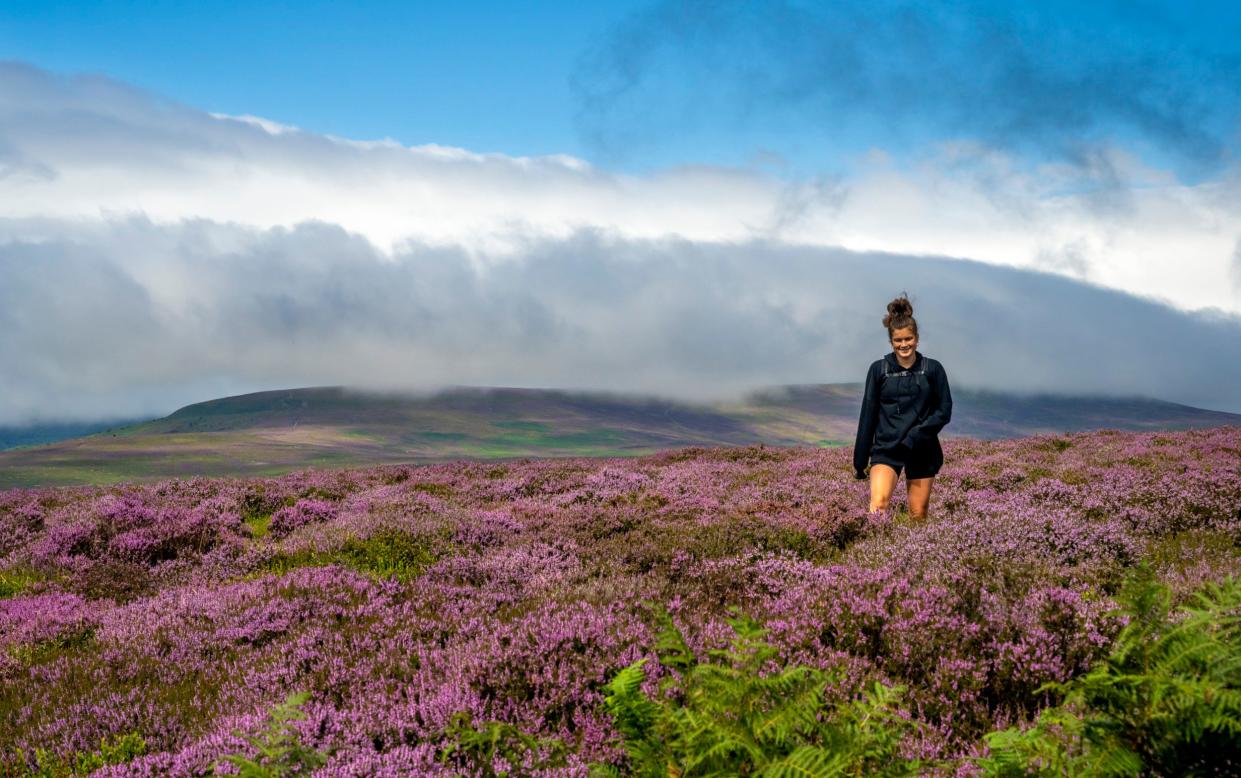 A young woman hiker enjoying walking in the heather on Hatterall Hill in the Black Mountains, Brecon Beacons