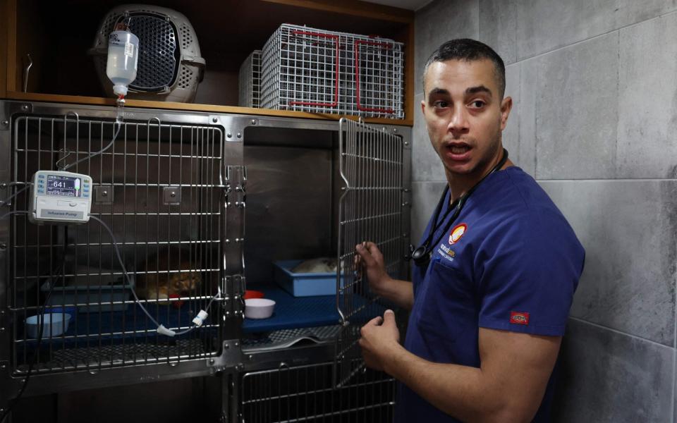 Veterinarian Kostis Larkou tends to a cat suffering from Feline Infectious Peritonitis (FIP), at clinic in Nicosia