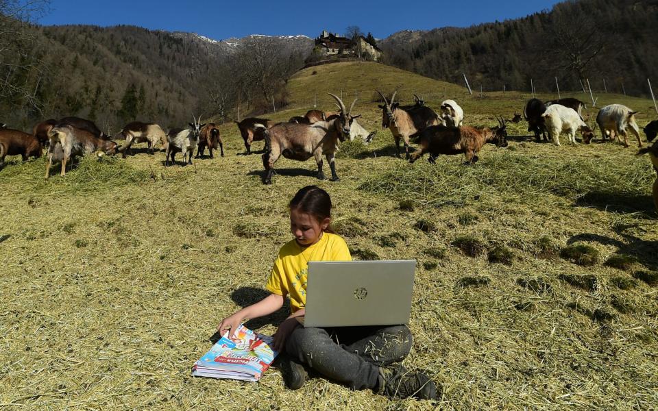 Fiammetta Melis, 10, studies with her laptop at the Samoclevo mountain pasture while her primary school is closed due to Covid restrictions - Pier Marco Tacca/Getty Images Europe