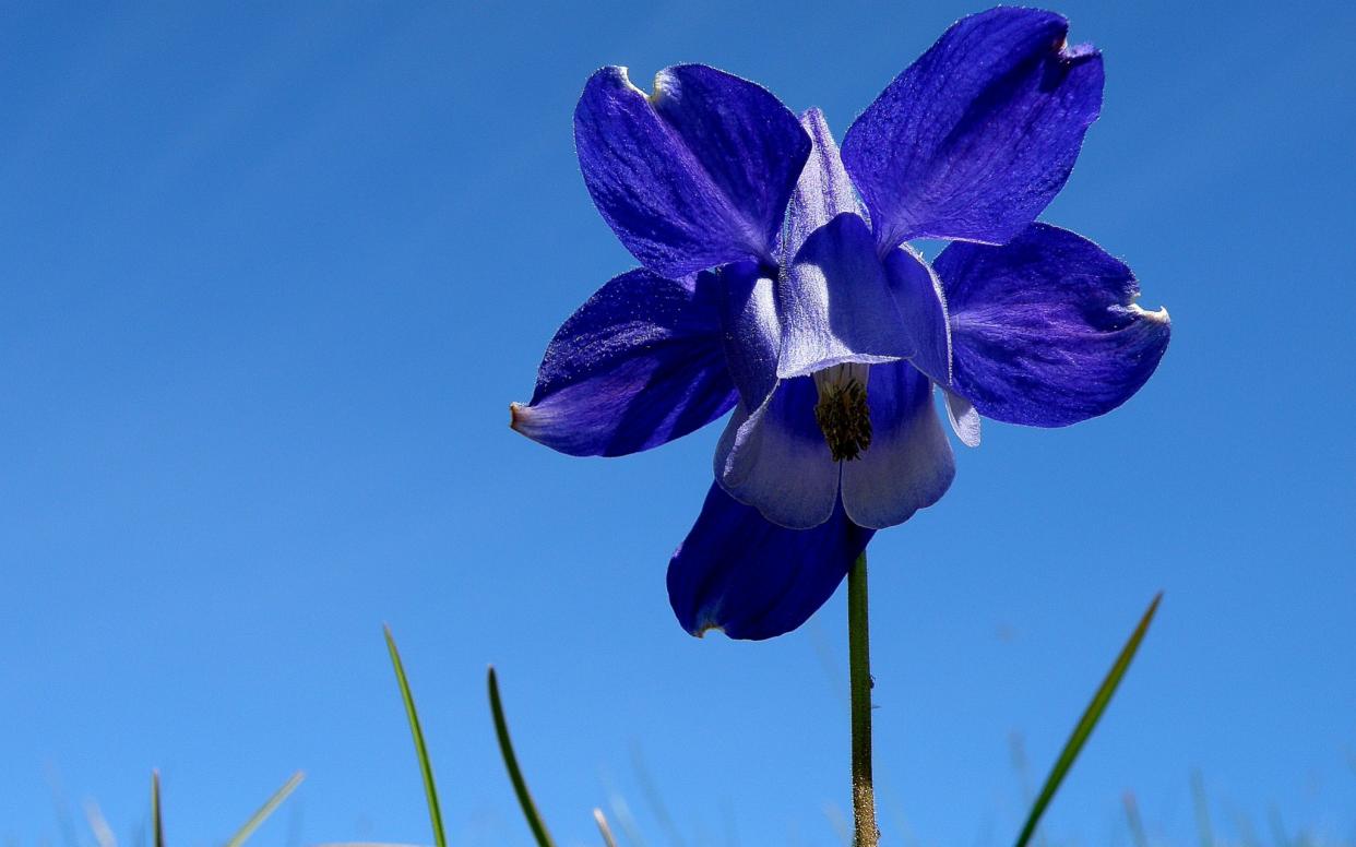 An aquilegia alpina flower. Blue flowers receive outside research attention, a study has found - Martino Adamo
