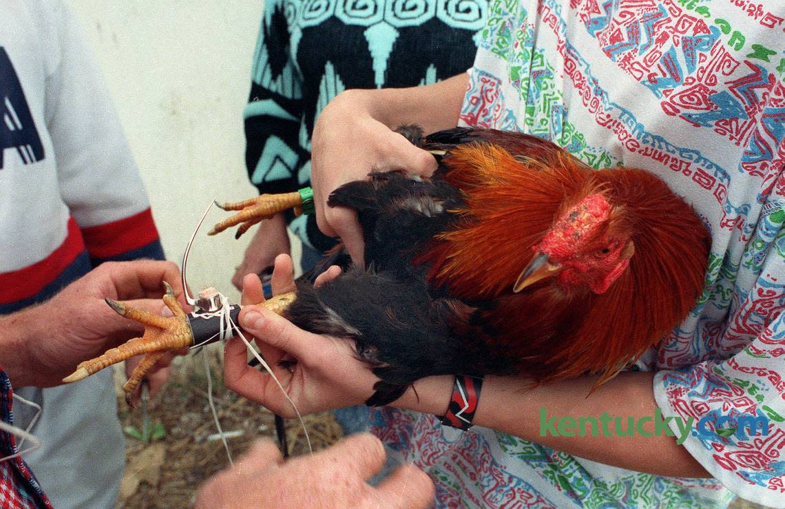 Steel spurs are attached to a bird’s legs before a cockfighting match held on a farm near Spears, Ky, March 13, 1992.