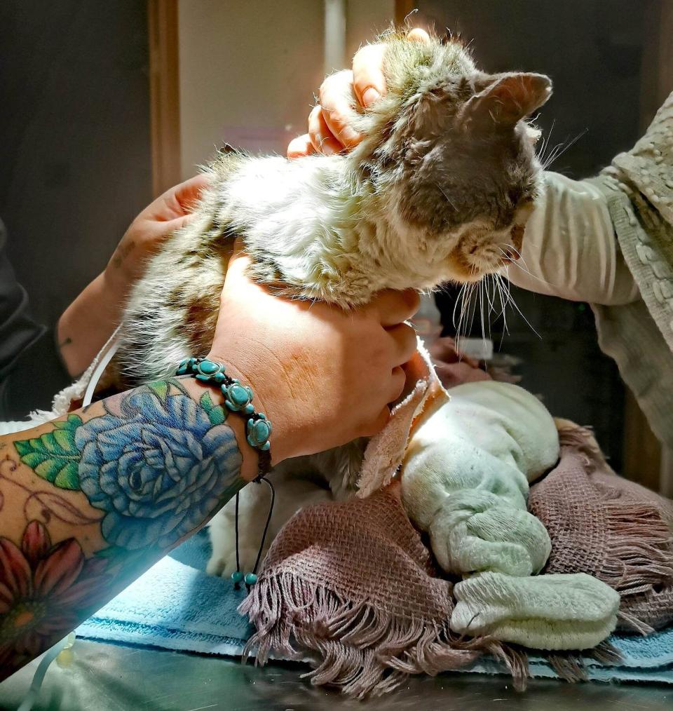 Good Samaritan rescues cat frozen to ground