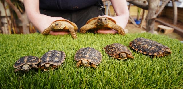 A pancake tortoise called Syrup (far right) who celebrates his first birthday today, Shrove Tuesday