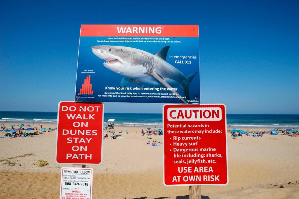 Great white sharks were responsible for nearly half of the shark-related fatalities recorded in 2023 (AFP via Getty Images)