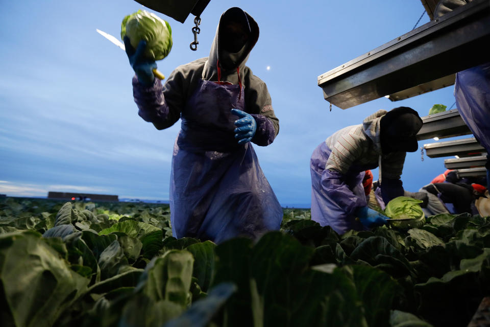 <p>El trabajador agrícola Santiago Martínez, de Mexicali, México, recoge repollos antes del amanecer en un campo a las afueras de Calexico, California, el 6 de marzo de 2018 (Foto: Gregory Bull/<em>AP</em>). </p>