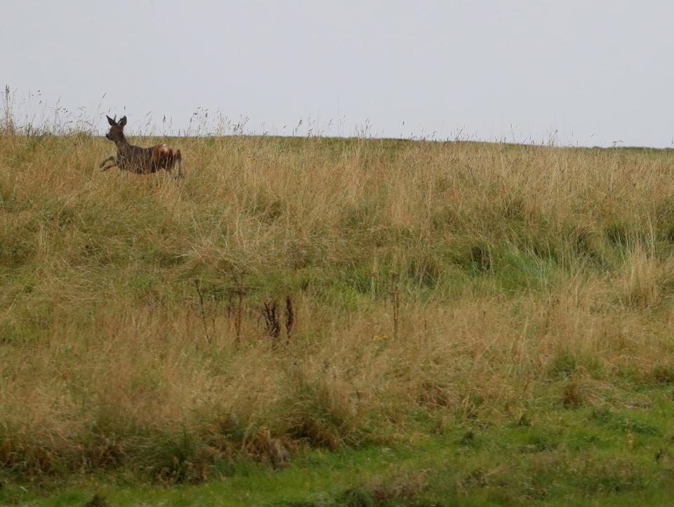 <p>A deer runs on one of the three courses at Turnberry</p>Reuters