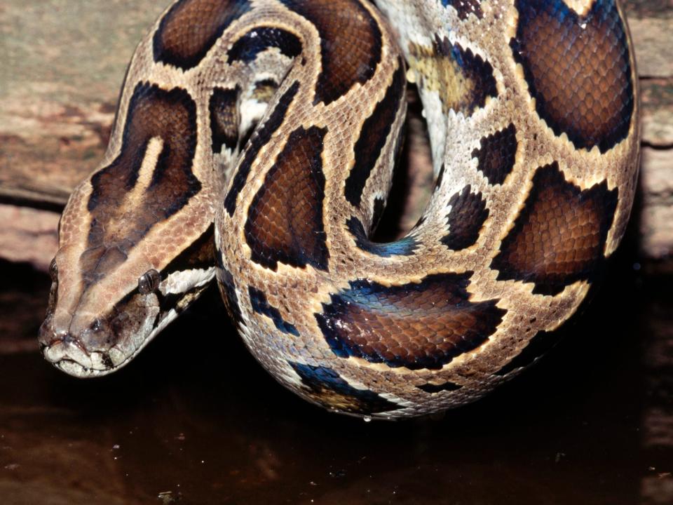 In Florida ist sie nicht beheimatet, breitet sich aber aus und gefährdet lokale Arten: die burmesische Python. - Copyright: Joe McDonald/Getty Images