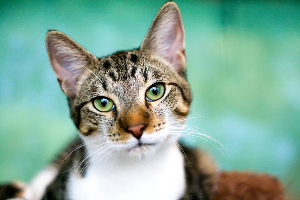 A tabby cat with brown nose and green eyes looking into the camera. The background is green and matches the cat's eyes.