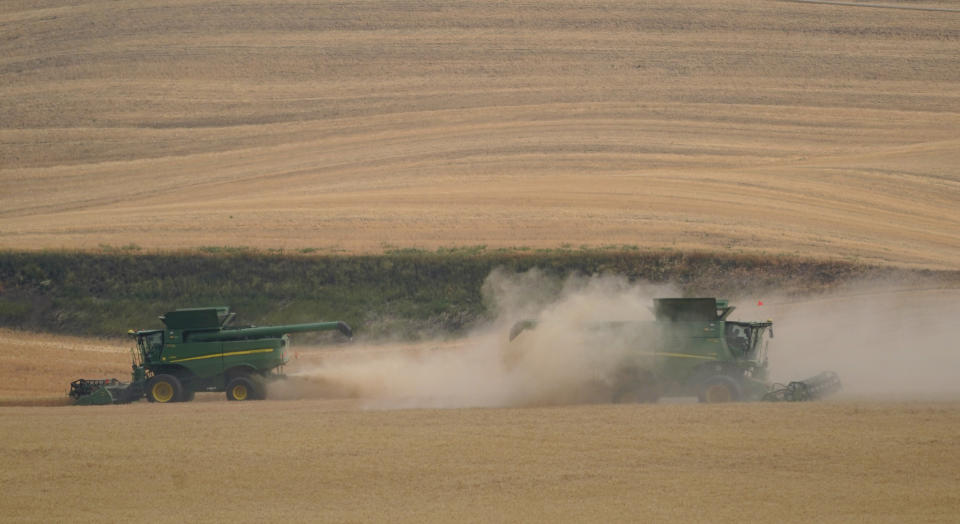 Two combines harvest wheat, Thursday, Aug. 5, 2021, near Pullman, Wash. Across eastern Washington, a drought the National Weather Service classified as "exceptional" has devastated what is normally the fourth largest wheat crop in the nation. (AP Photo/Ted S. Warren)