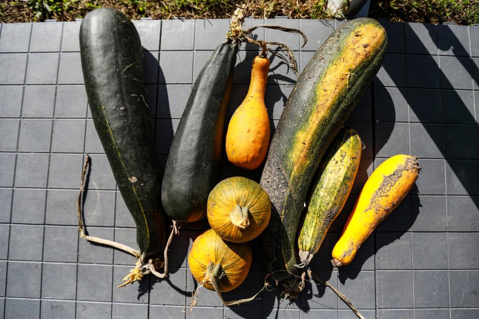 Vegetables like zucchini, squash, and pumpkins are harvested for next season's crop at The Farm at Saint Joseph Mercy Health System in Pontiac on Oct. 19, 2021.