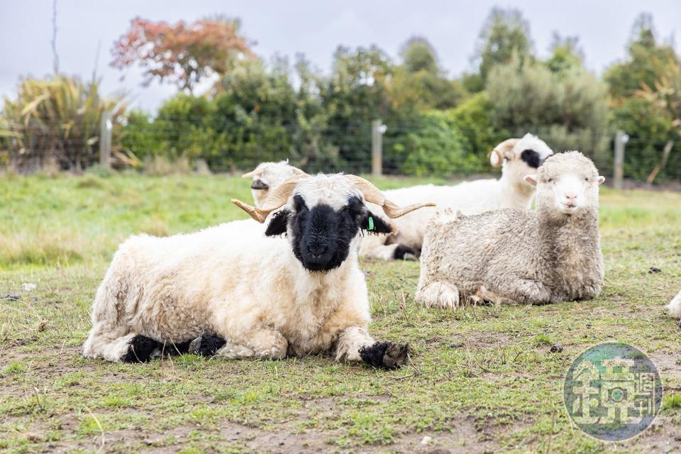 農場裡飼養綿羊、瓦萊黑鼻羊、高地牛、羊駝等可愛動物。
