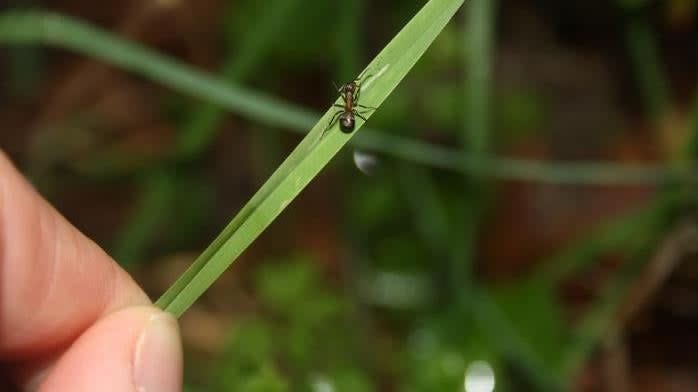 An ant infected by the lancet liver fluke.