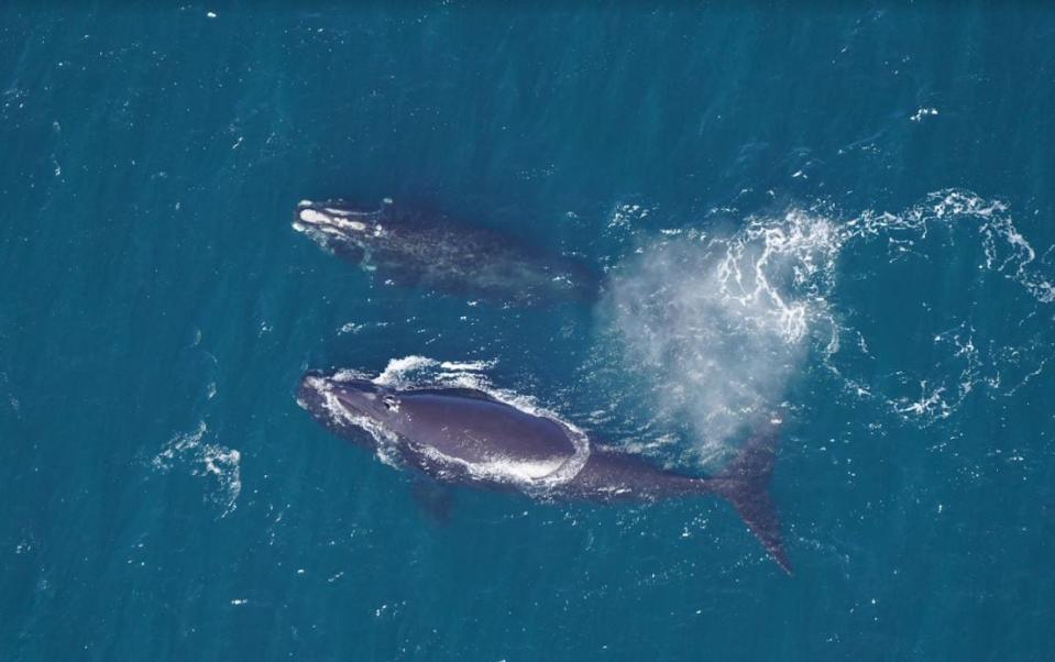 A North Atlantic right whale and a calf.