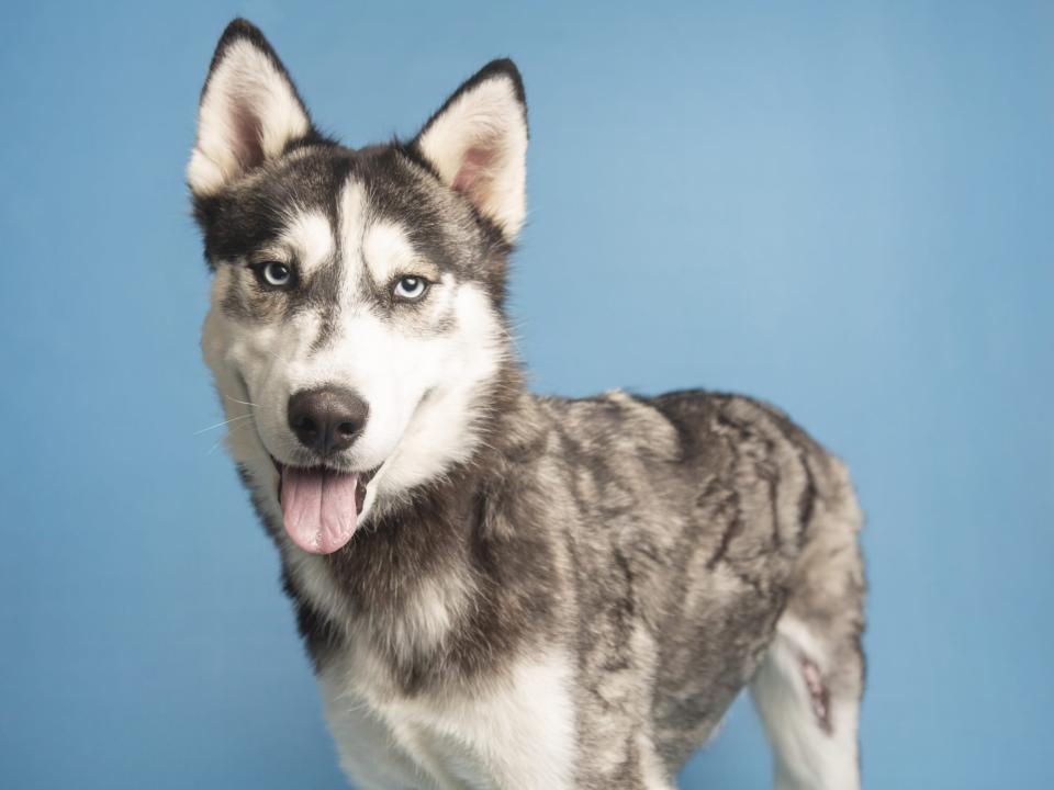 Husky Ready for Adoption after Burn Recovery