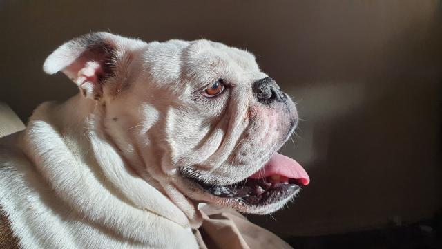 Continental Bulldog: Character & Ownership - Dog Breed Pictures - dogbible