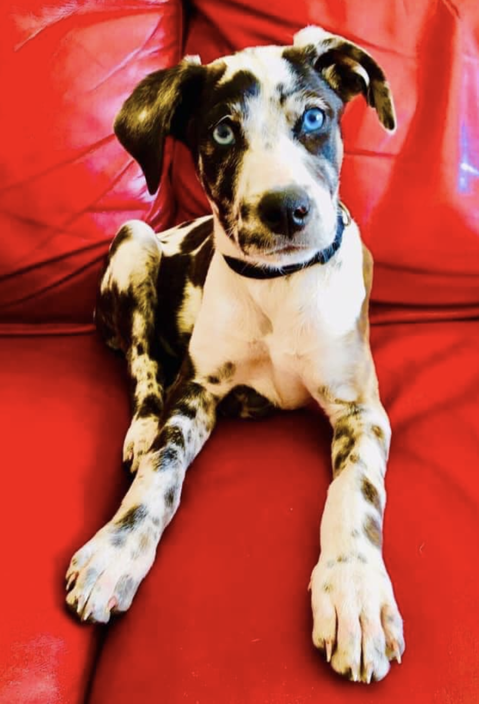 Photo shows Bluey sitting on a red couch before she became ill. 