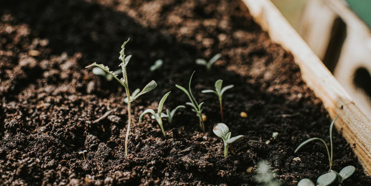 close up of wildflower seedlings