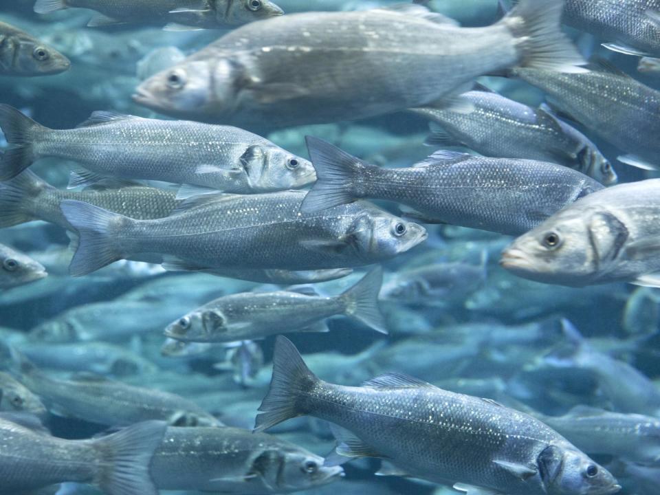 Sea bass exposed to high levels of carbon dioxide lost around half their sense of smell: Getty