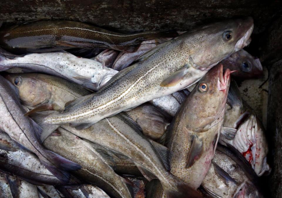 In this April 23, 2016, file photo, cod fill a box on a trawler off the coast of Hampton Beach, N.H. One of the most historic fisheries in the country hit an all-time low last year as cod fishermen continued to struggle with choking quotas and low abundance of the fish.