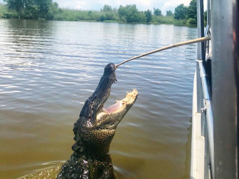 A gator in the Louisiana Bayou