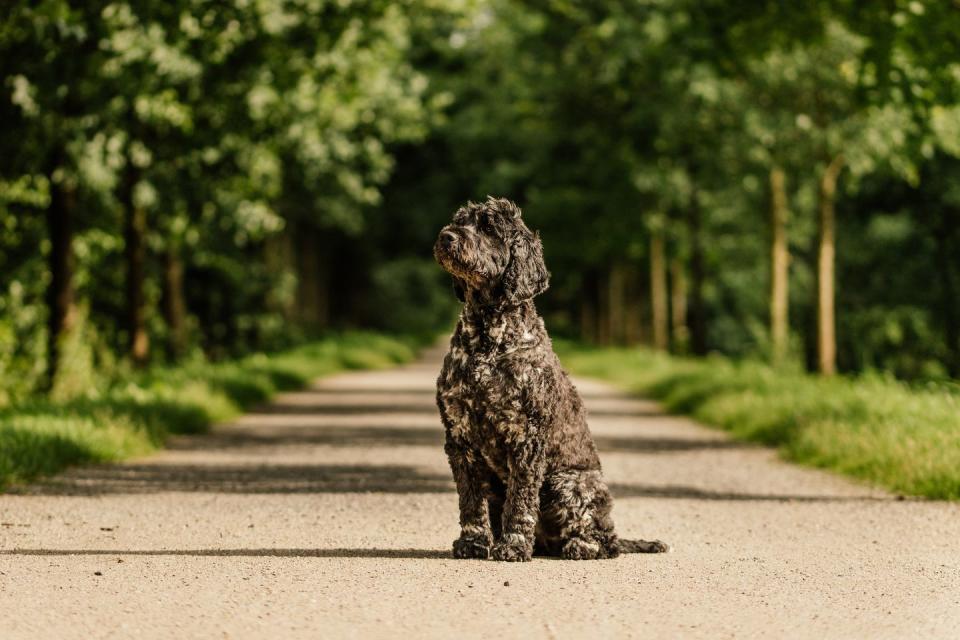 Portuguese Water Dog