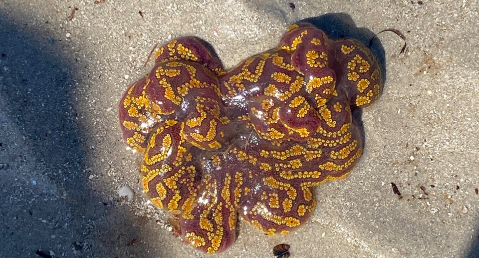 A bright coloured ascidian is seen. 