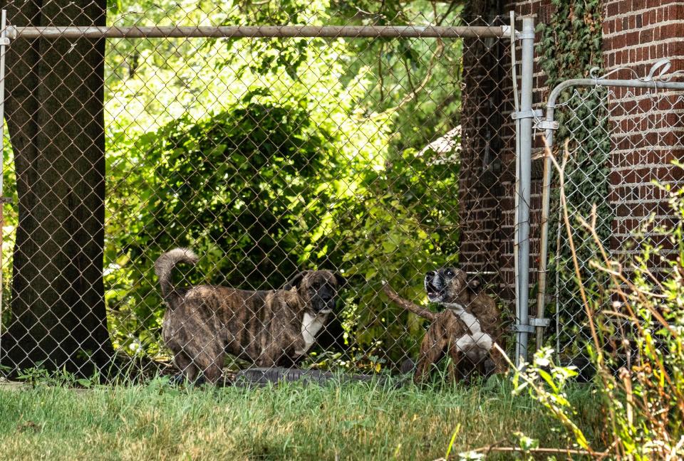 Pit bulls are behind a fence at a house in Detroit as Detroit Dog Rescue responds to a call about dogs in the area on Aug. 23, 2019. A Detroit Free Press investigation found that the city sees hundreds of dog bites a year in a problem partially driven by what animal advocates and some officials say are irresponsible owners. The dogs pictured were not involved in an attack that killed 4-year-old Lovell Anderson.