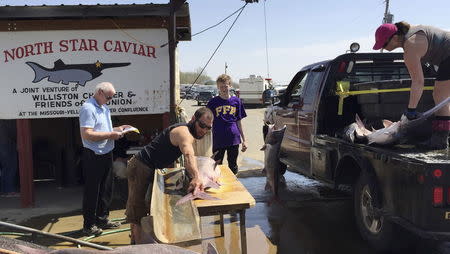 Crews from North Star Caviar weigh and measure female paddlefish in Williston, North Dakota May 2, 2015. REUTERS/Ernest Scheyder