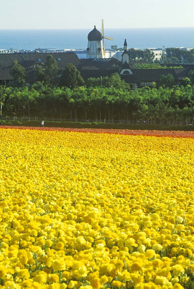 卡爾斯巴德花田（Image Source : Getty Creative/Fotosearch RF）