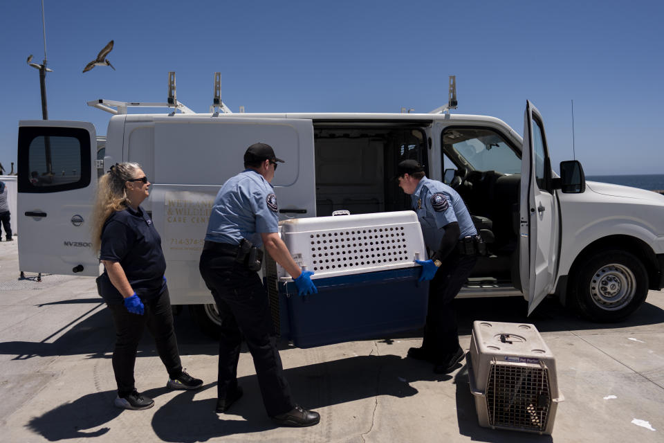 Debbie McGuire, left, of the Wetlands and Wildlife Care Center, watches as Newport Beach police officers load cages carrying sick pelicans into a van for treatment in Newport Beach, Calif., Tuesday, May 7, 2024. It is not immediately clear what is sickening the birds. Some wildlife experts noted the pelicans are malnourished, though marine life abounds off the Pacific Coast. (AP Photo/Jae C. Hong)