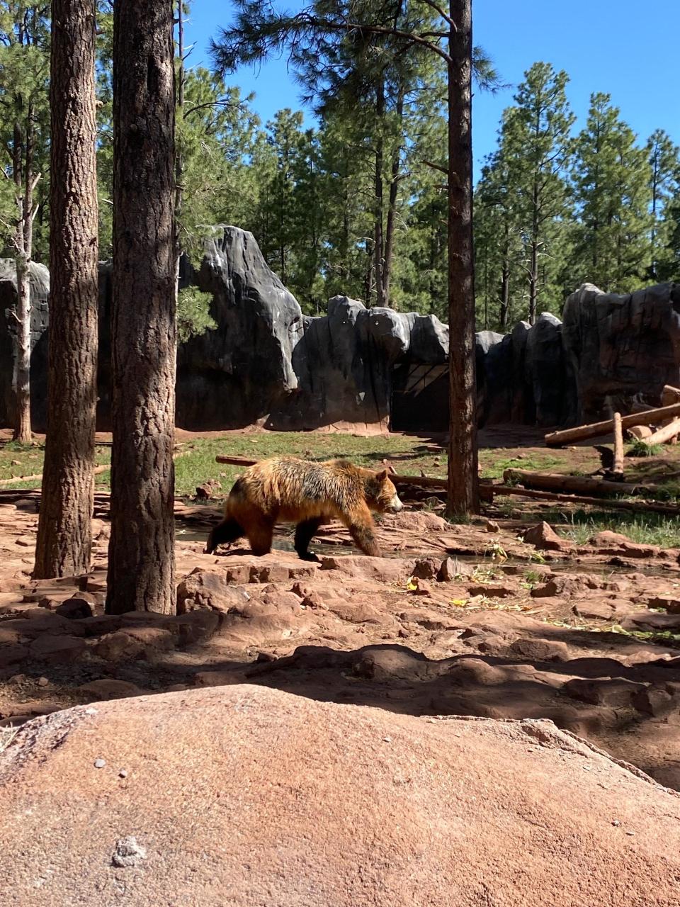 A photo of a Grizzly bear