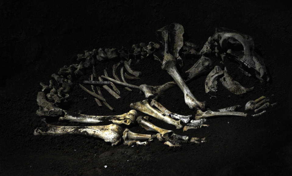 A copy of the bones of a hibernating bear are illuminated in the replica of the Ekain cave in Zestoa September 10, 2008. An exact copy of the cave, discovered in 1969 and containing many important examples of paleolithic art, will open to the public on Friday in order to conserve the original artworks. Picture taken September 10, 2008. REUTERS/Vincent West (SPAIN)