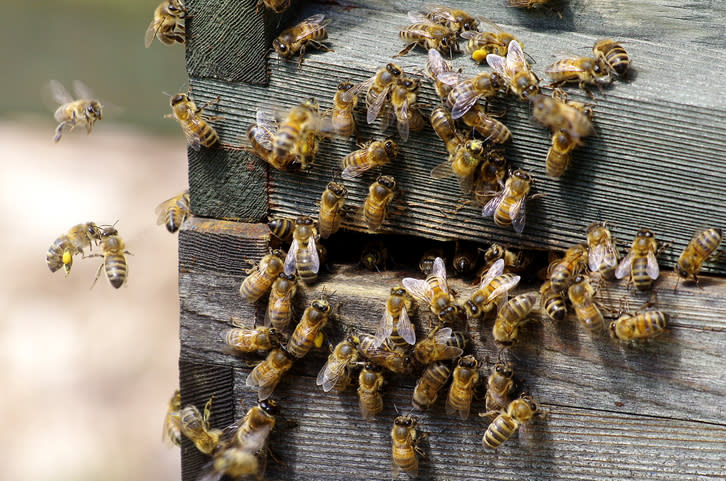 Auch Sie können etwas tun, um die Bienen zu schützen (Symbolbild: Getty Images)
