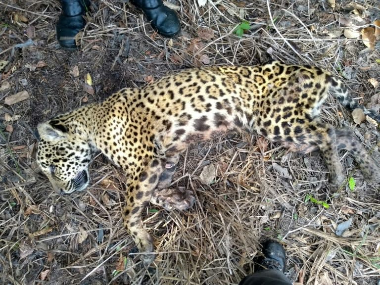 Un jaguar plus tard nommé Jatobazinho, a été découvert dans le Pantanal brésilien, dans l'État du Mato Grosso, avec des signes de déshydratation et extrêmement maigre, en 2018 (AFP/-)