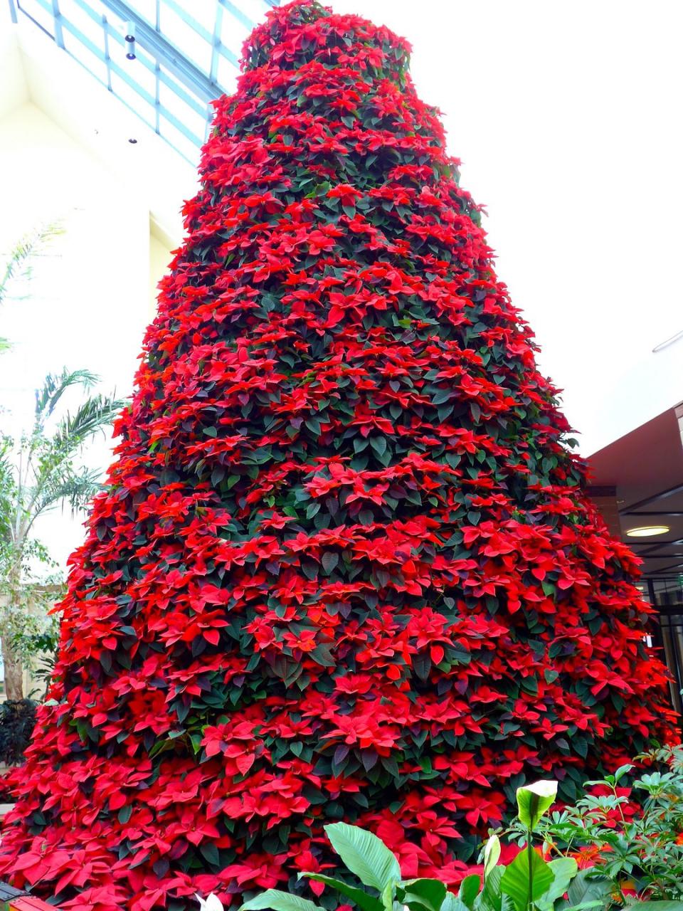 Nebraska: The Lauritzen Gardens Poinsettia Tree