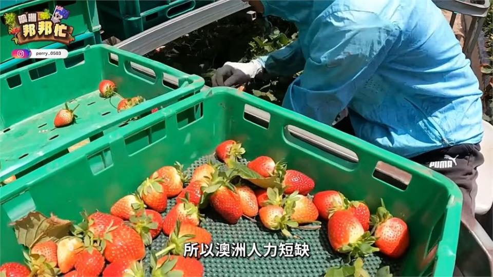 一周賺進四萬？靠經驗談打破澳洲打工迷思　他喊「賺翻了」