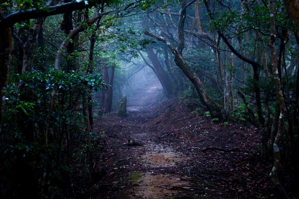 spooky urban legends   creepy forest
