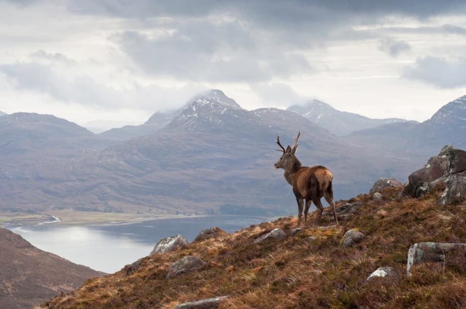 Majestic or monstrous? Scotland’s overgrazed, tree-less landscapes are a modern phenomenon, harbouring little biodiversity, sequestering little carbon and increasing flood risks (Getty)