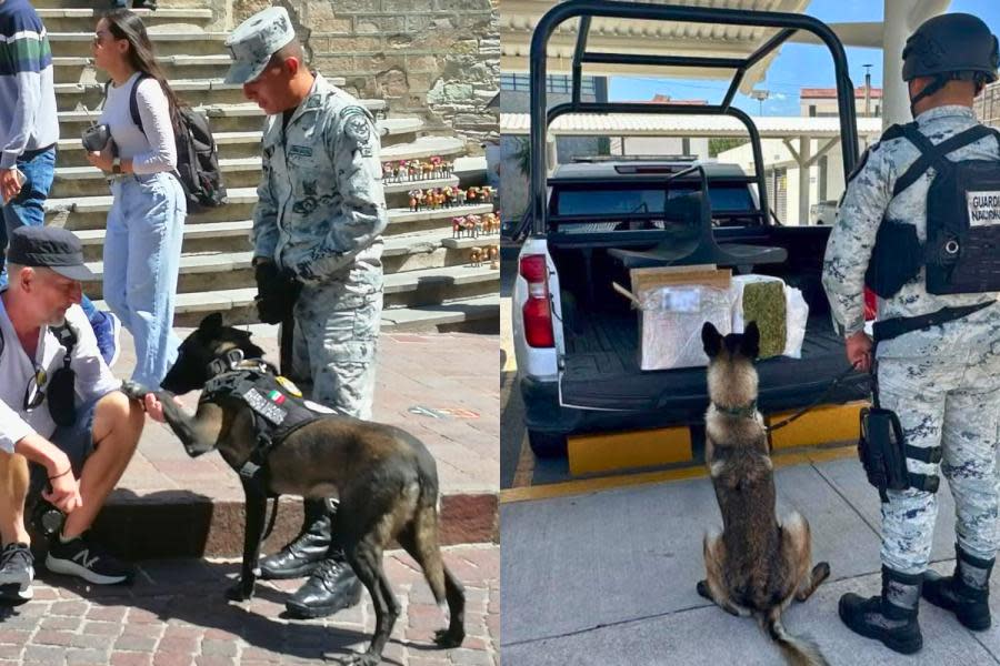 Así es como puedes adoptar a un perrito jubilado de la Guardia Nacional 