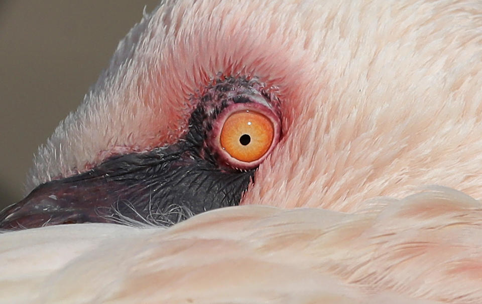 <p>A lesser flamingo is seen at the Le Cornelle Animal Park in Valbrembo, near Milan, Italy, Feb. 17, 2017. (Photo: Antonio Calanni/AP) </p>