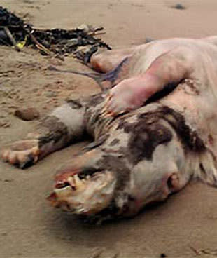 <p>Mystery 'beast' washes up on Wales coast (NZCOPY)</p>