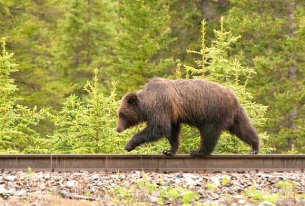 A grizzly bear walks along a railway track in this photo from Parks Canada. According to ecologists, plans to double Canmore’s population pose a major threat to keystone species, such as grizzly bears and wolves