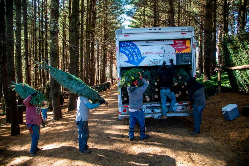 Farmworkers load Christmas trees onto trucks in western North Carolina in 2021.