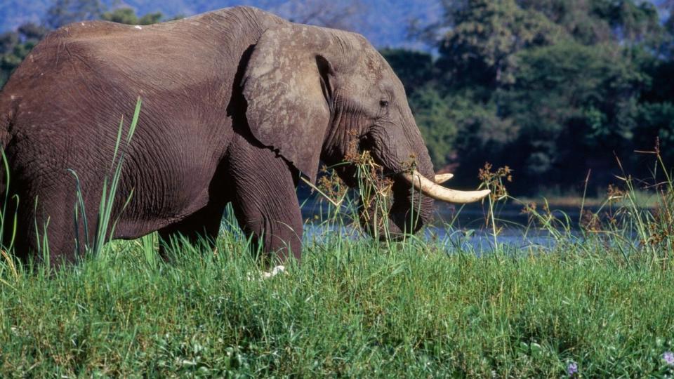 PHOTO: Elephant on the bank of the Zambezi River, Lower Zambezi National Park, Zambia. (Dea /V. Giannella/Getty Images)