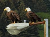 Plötzlich landen zwei von ihnen einfach auf der Laterne direkt vor den Urlaubern: Weißkopfseeadler sind die amerikanischen Wappenvögel. Foto: Frank Rumpf