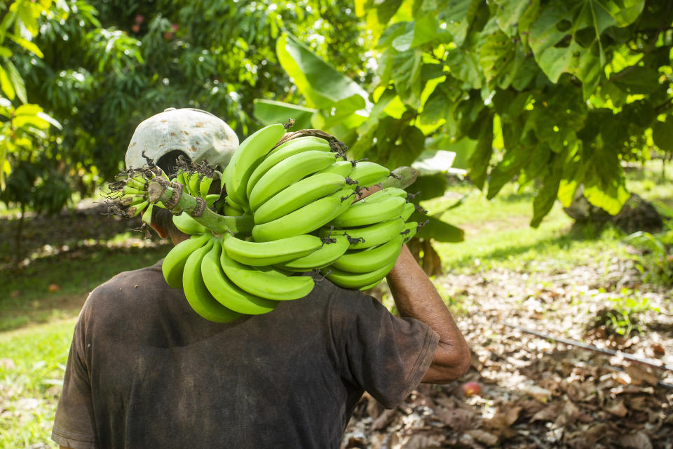 Bananensorten gibt es Hunderte - doch nur wenige sind bei uns bekannt (Bild: Getty Images)