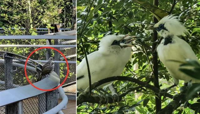 Straw-headed bulbul chicks perched on a railing (left) and Bali myna chicks at Bird Paradise (Photos: Mandai Wildlife Group)