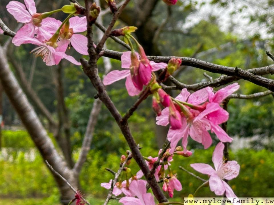 桃園大湳森林公園