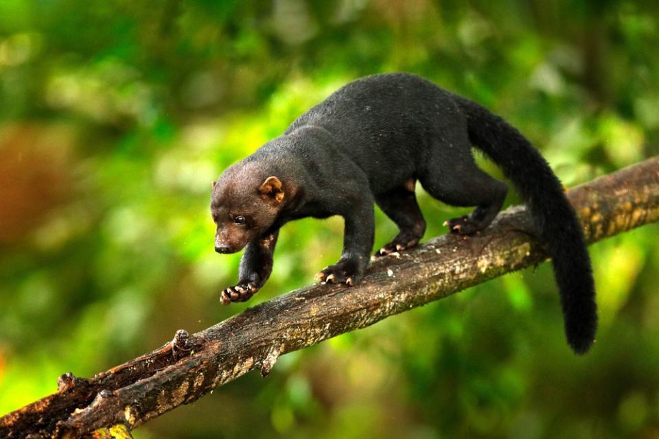 A tayra in Costa Rica