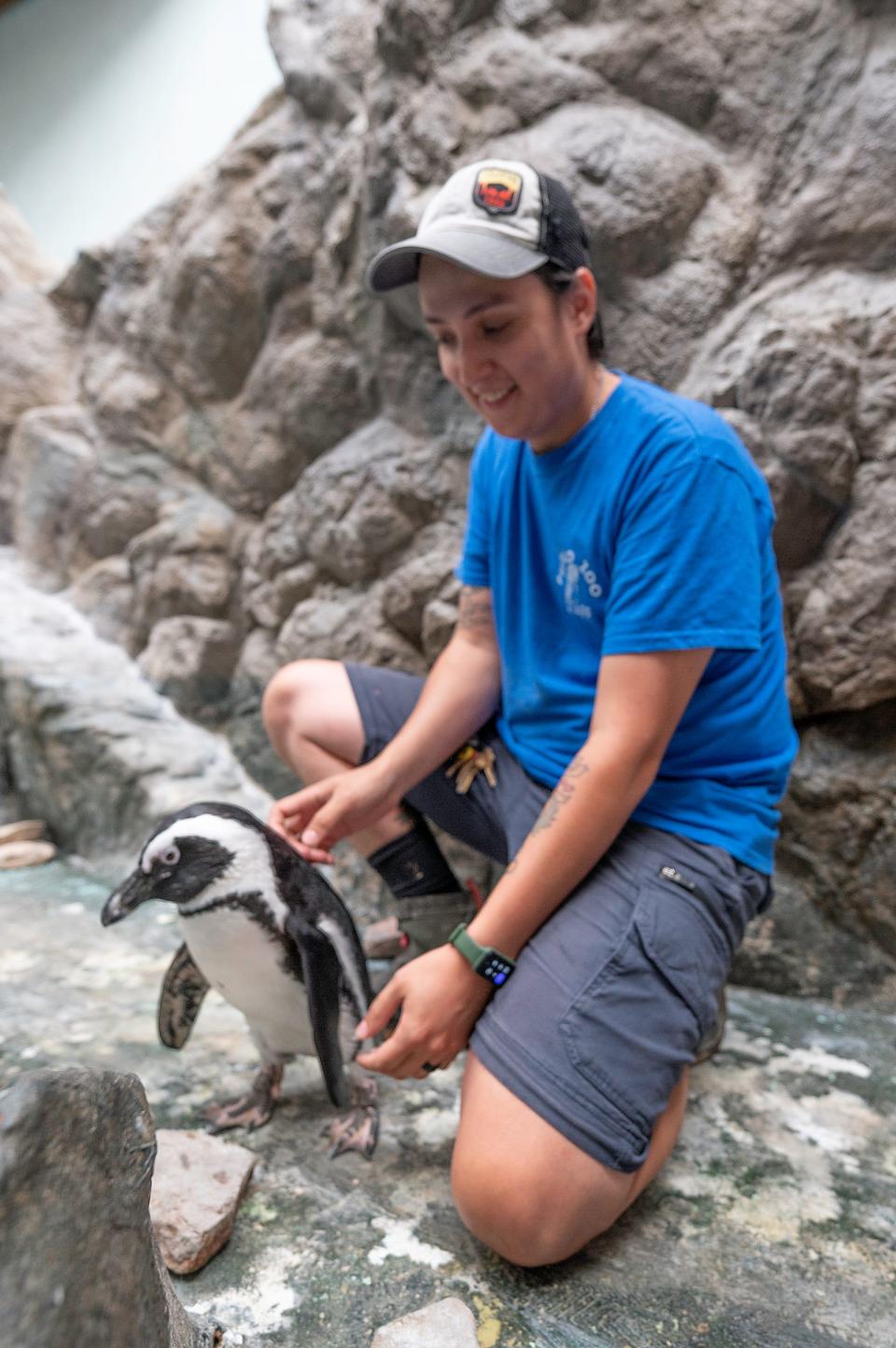 Zookeeper Felipe Badilla pets Quinn the African penguin at the Pueblo Zoo on Tuesday, July 18, 2023.